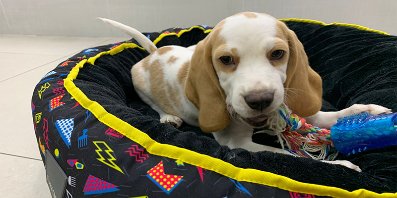 You can now get your very own Beagle puppy at Pet Master. Rest assured that all our puppies are healthy and come from vetted, responsible breeders and we are also AVS Licensed and PALS registered.